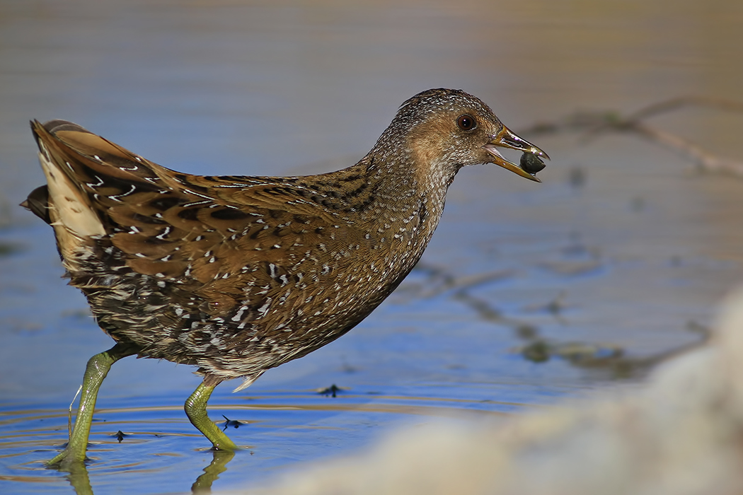 Spotted Crake
