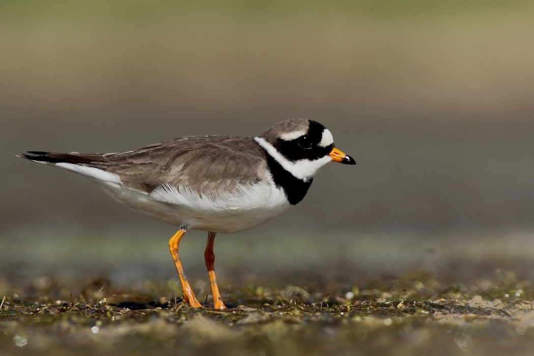 Common Ringed Plover