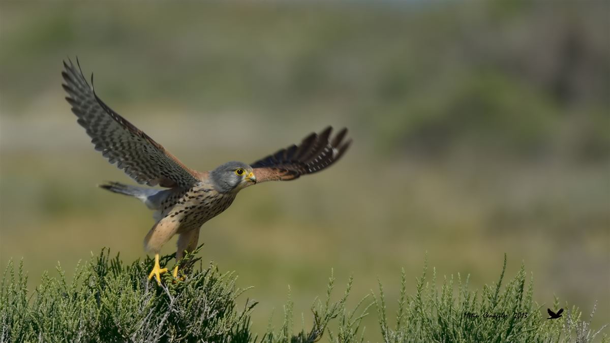 Common Kestrel