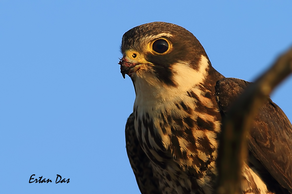 Eurasian Hobby