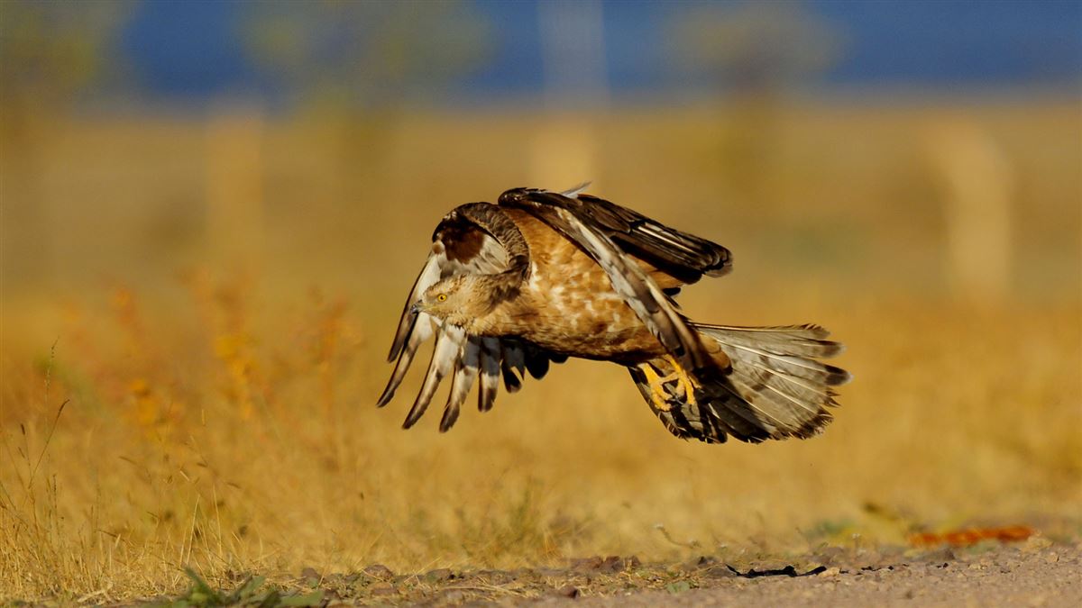 European Honey Buzzard