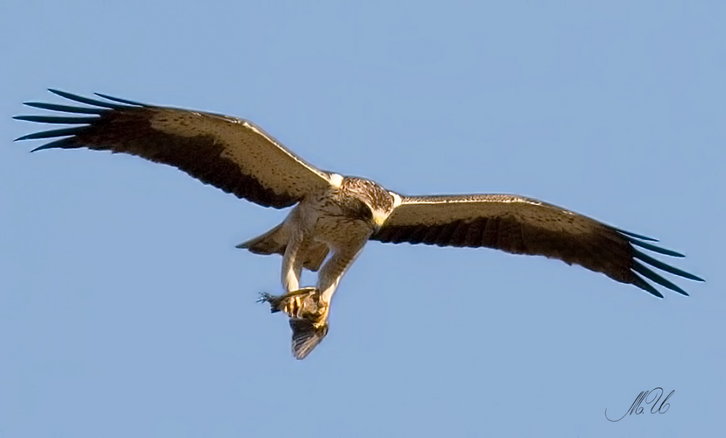 Booted Eagle