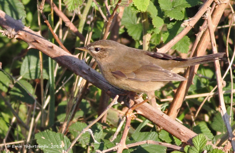 Dusky Warbler