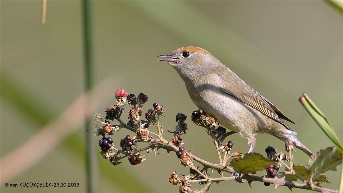 Eurasian Blackcap