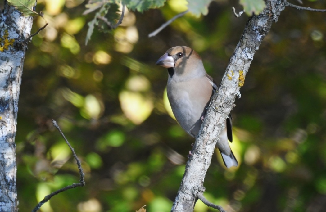 Hawfinch