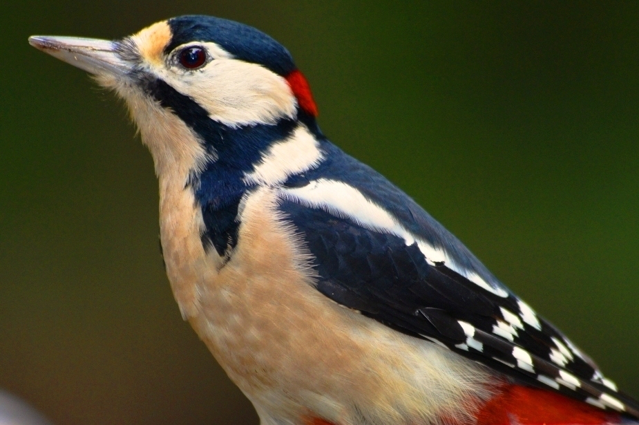 Great Spotted Woodpecker
