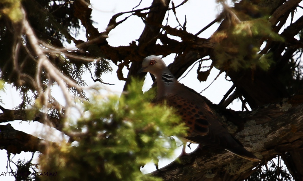 European Turtle Dove