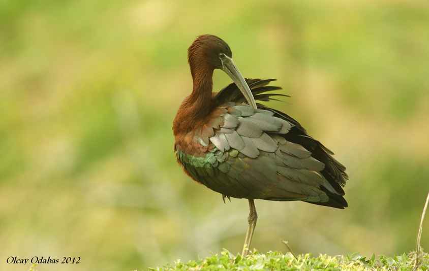 Glossy Ibis