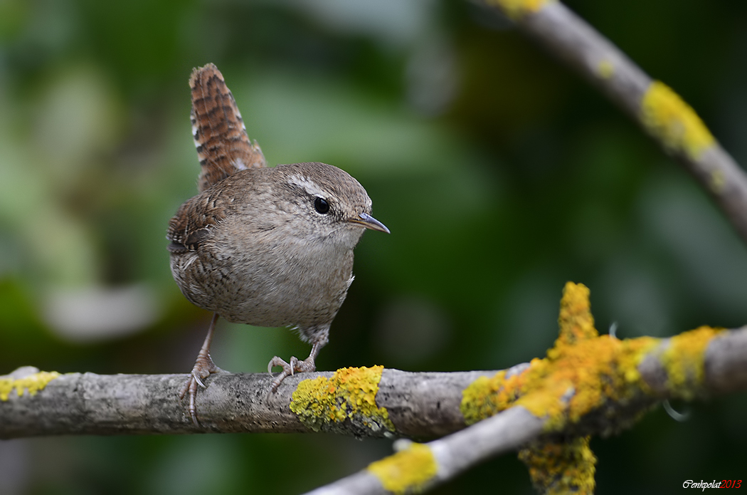 Eurasian Wren