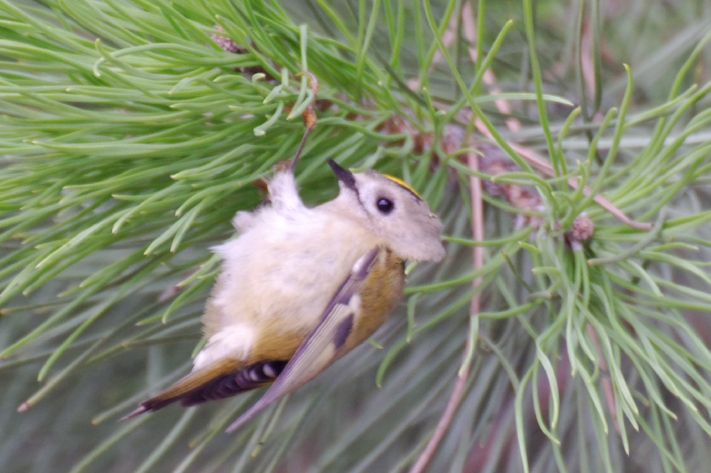 Goldcrest