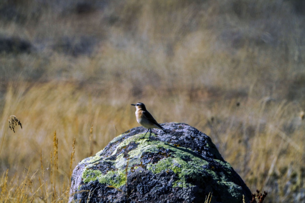 Northern Wheatear