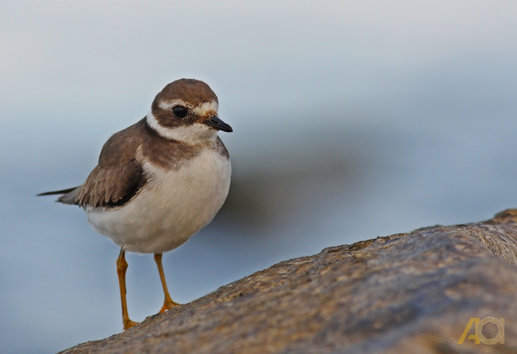 Common Ringed Plover