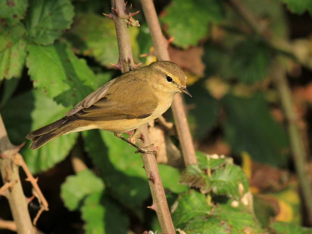 Common Chiffchaff