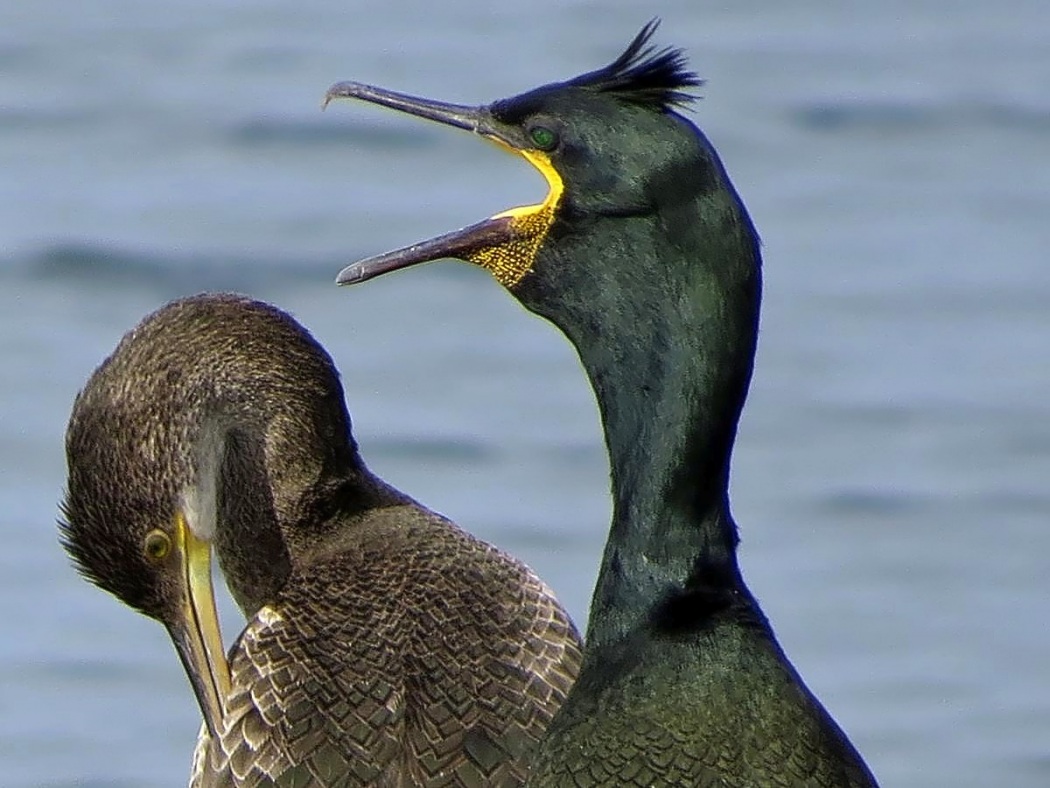 European Shag