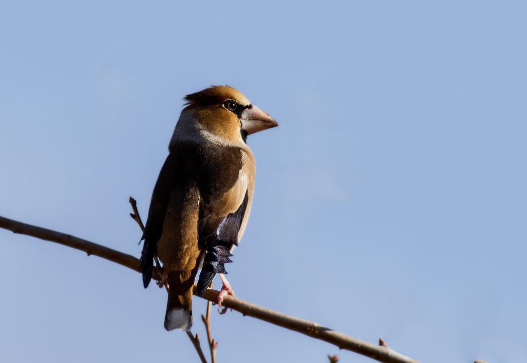 Hawfinch