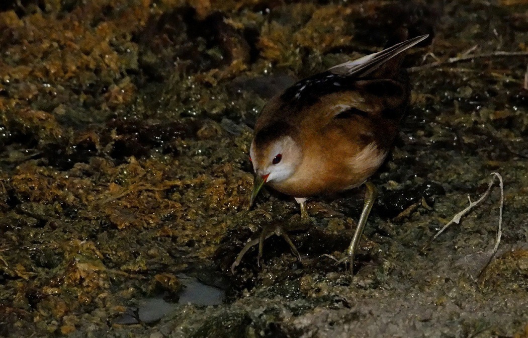Little Crake