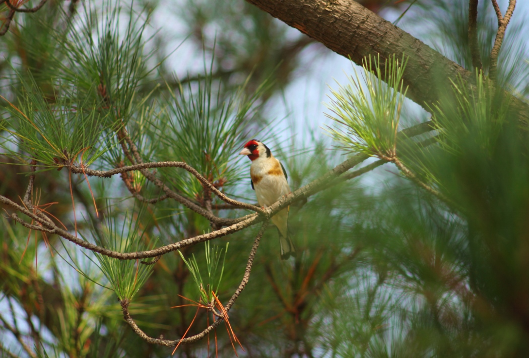 European Goldfinch