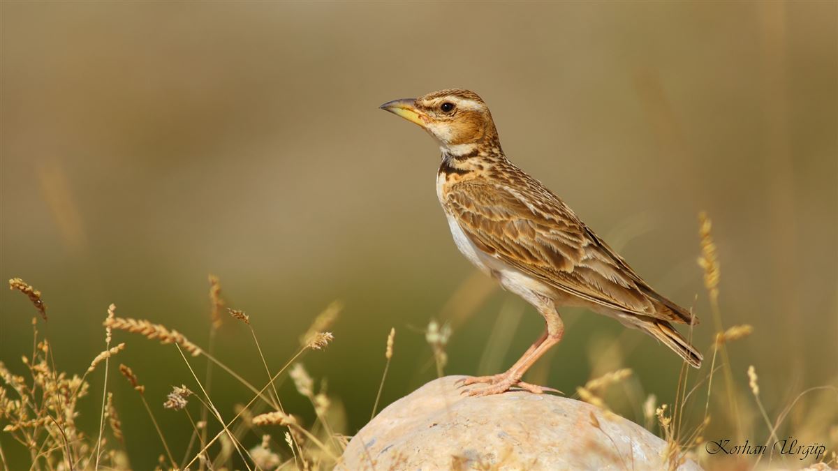 Bimaculated Lark