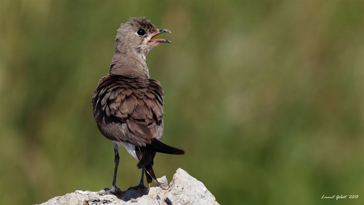 Collared Pratincole