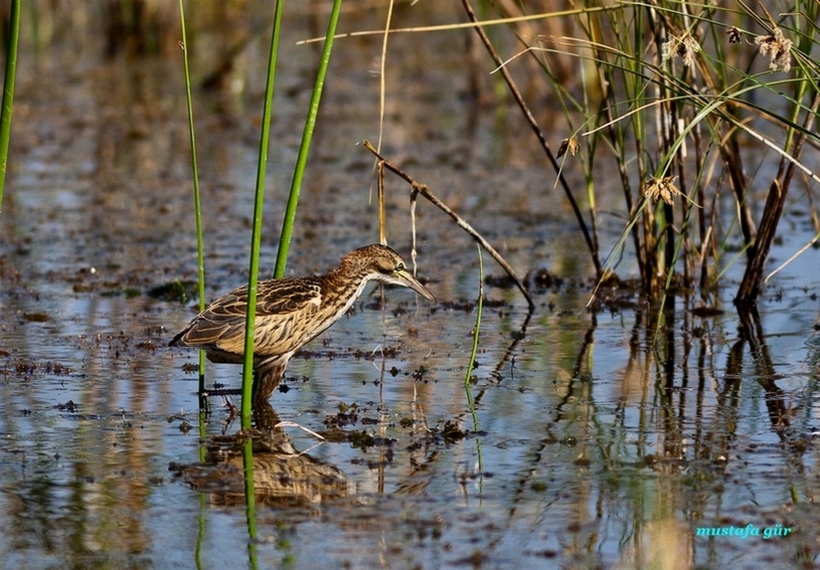 Little Bittern