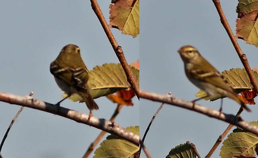 Yellow-browed Warbler