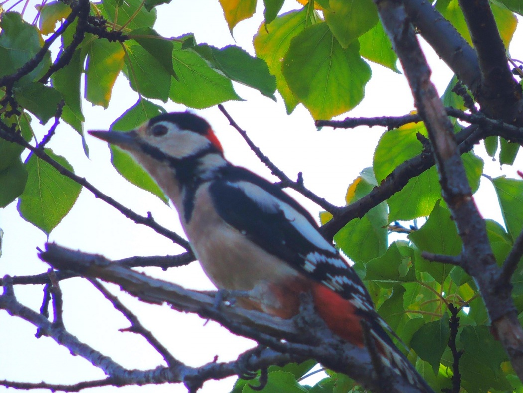 Great Spotted Woodpecker