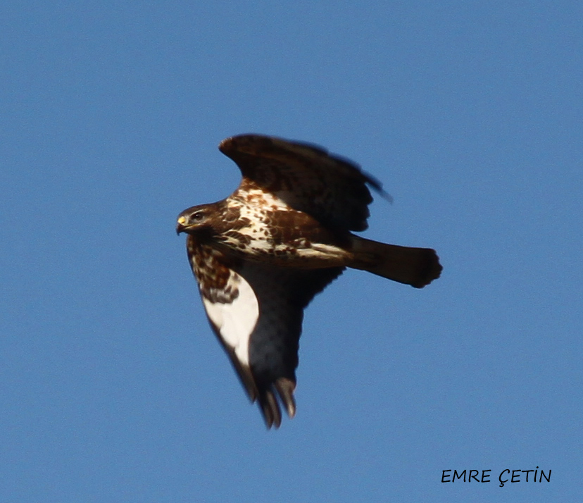 Common Buzzard