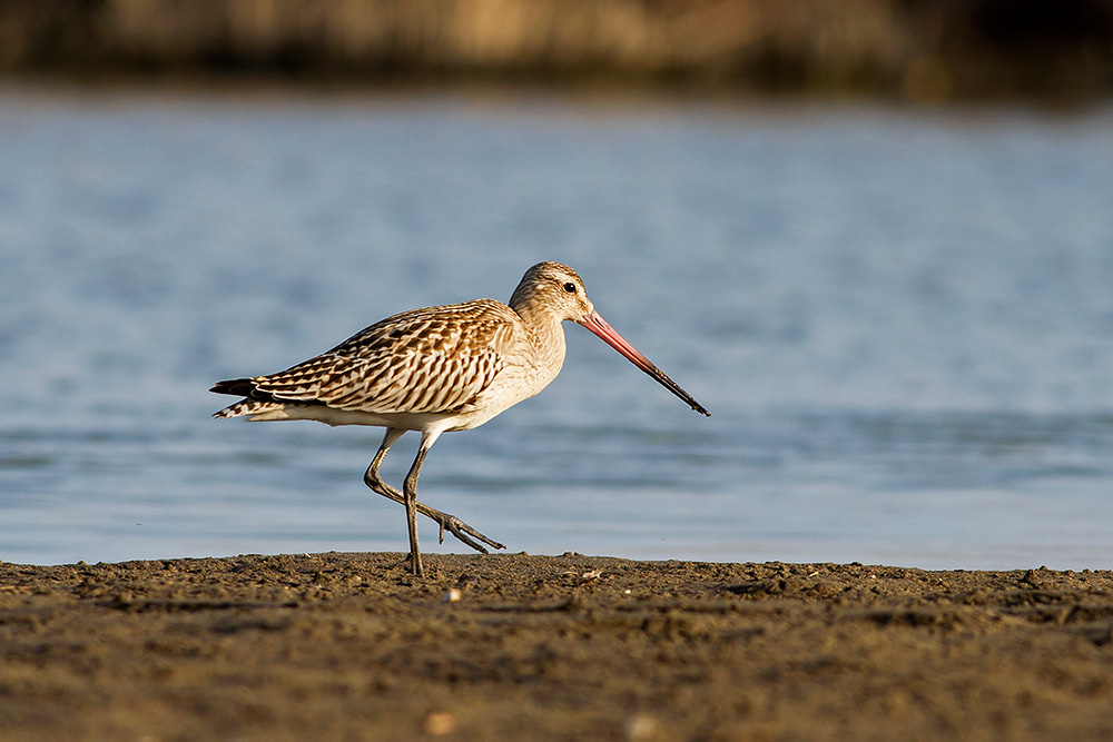 Bar-tailed Godwit