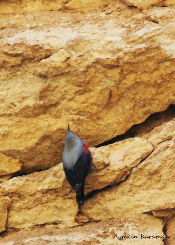 Wallcreeper