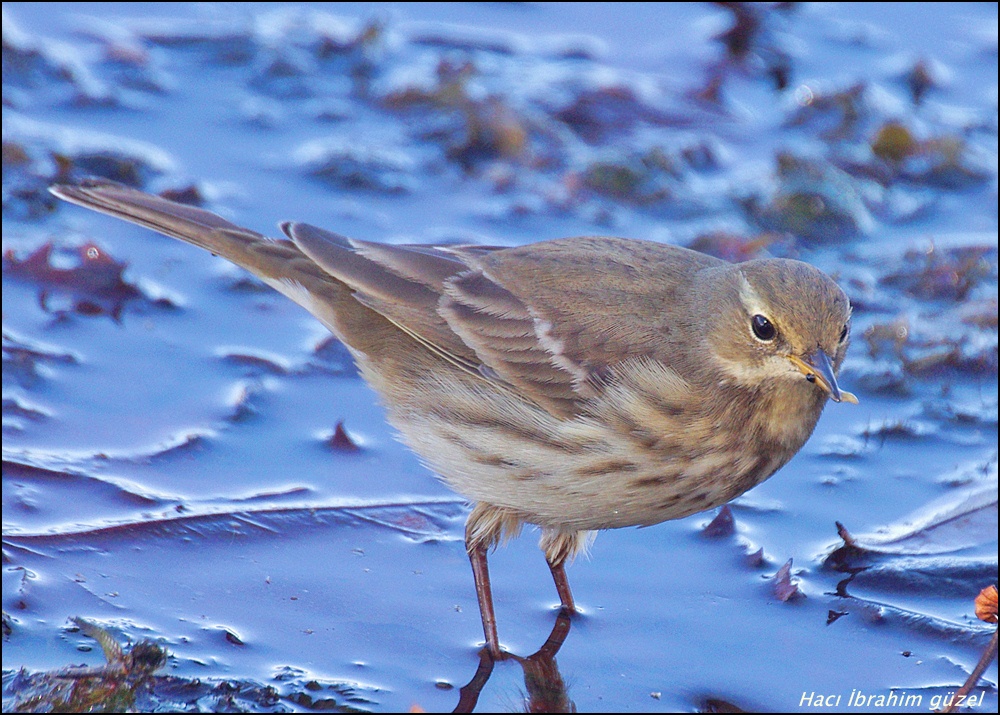 Water Pipit