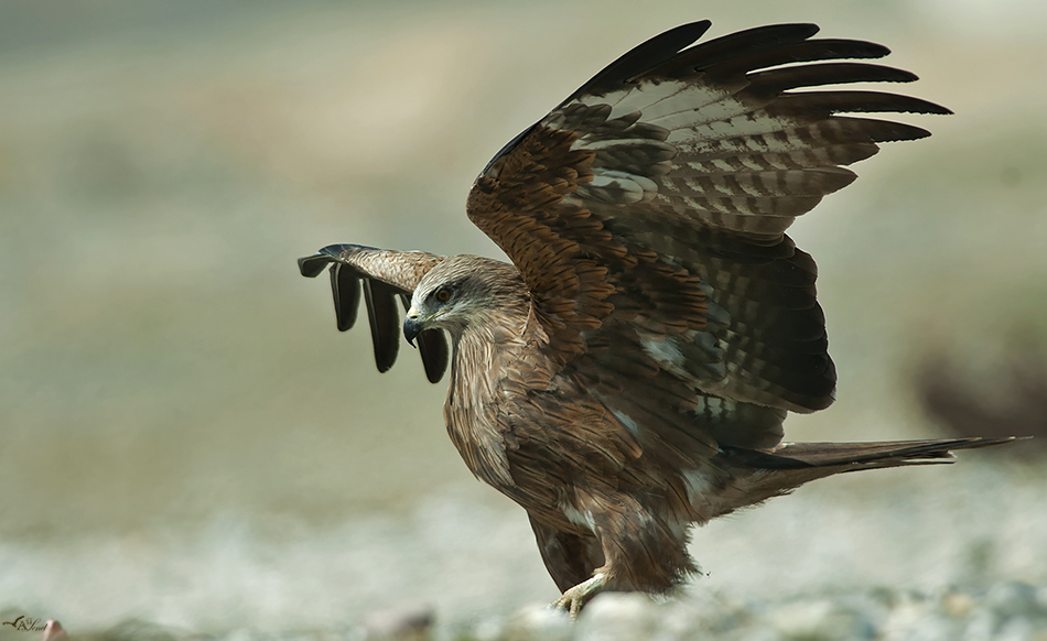 Black Kite