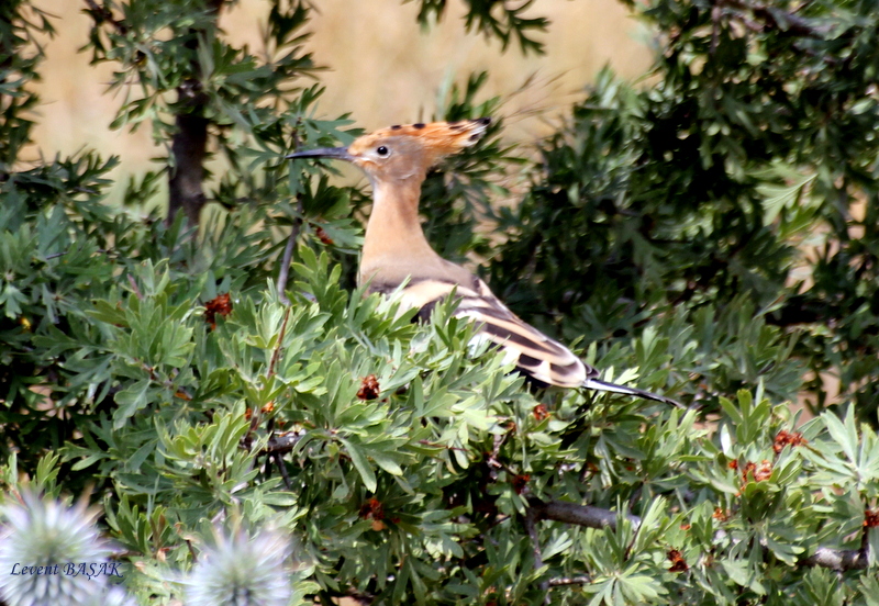 Common Hoopoe