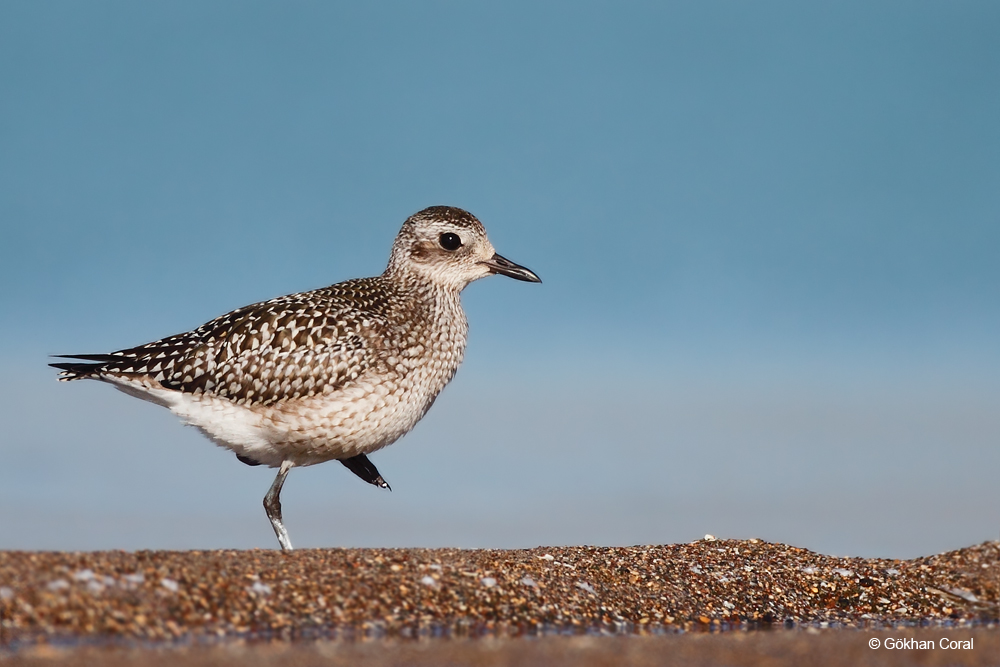 Grey Plover