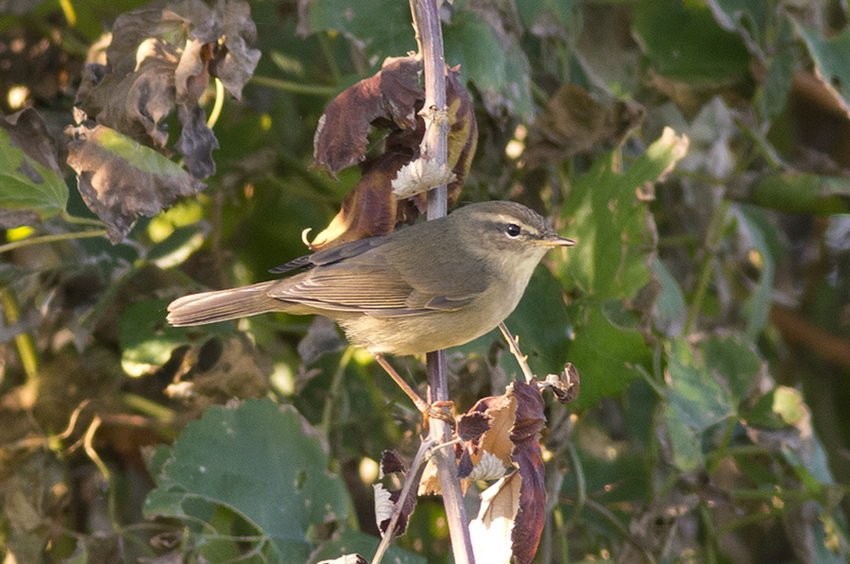 Dusky Warbler