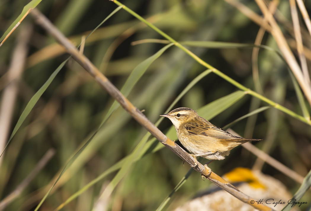 Sedge Warbler