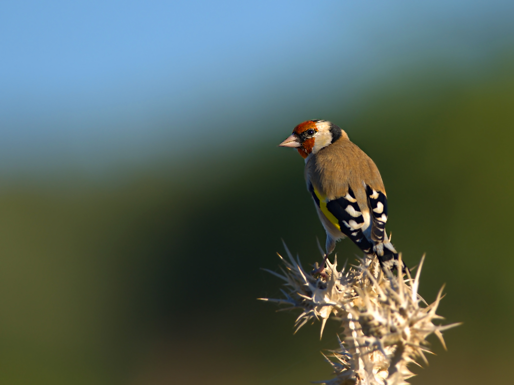 European Goldfinch