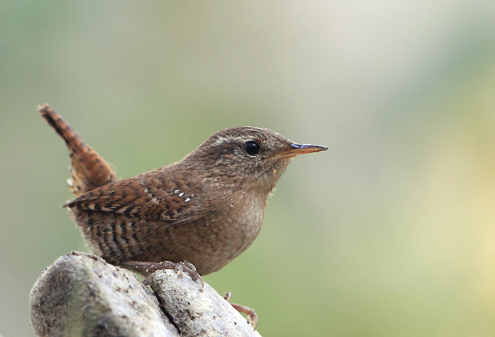 Eurasian Wren