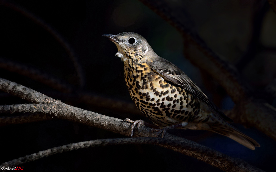 Mistle Thrush