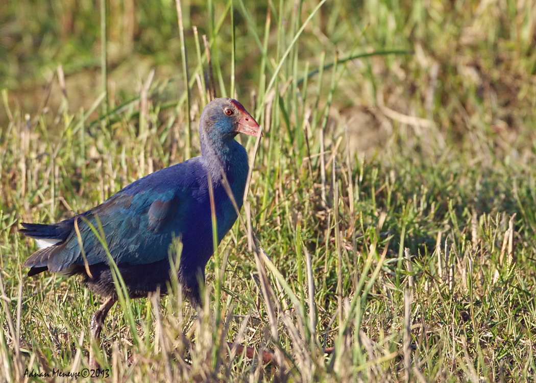Grey-headed Swamphen