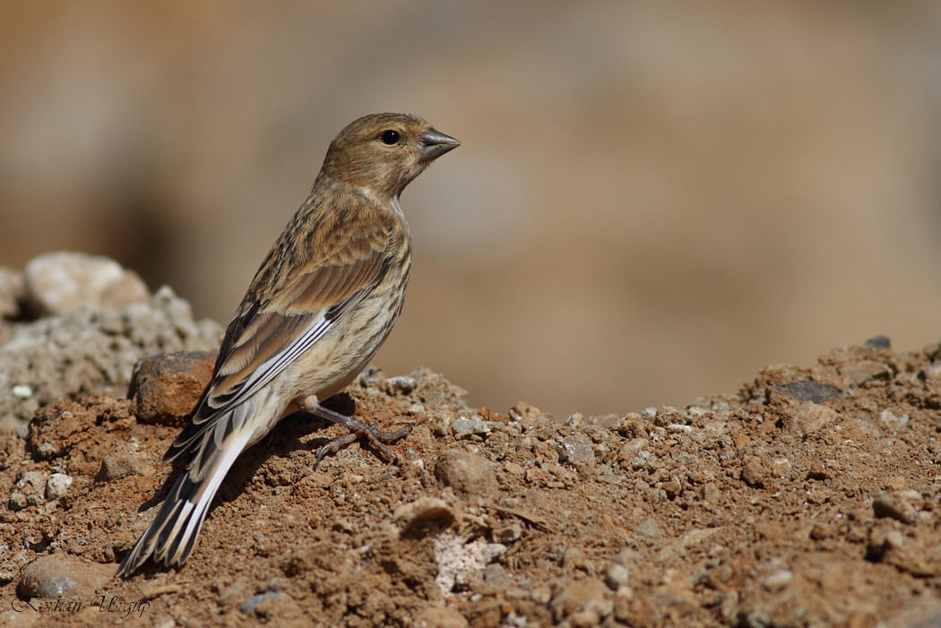 Common Linnet