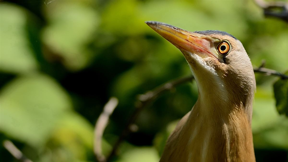 Little Bittern