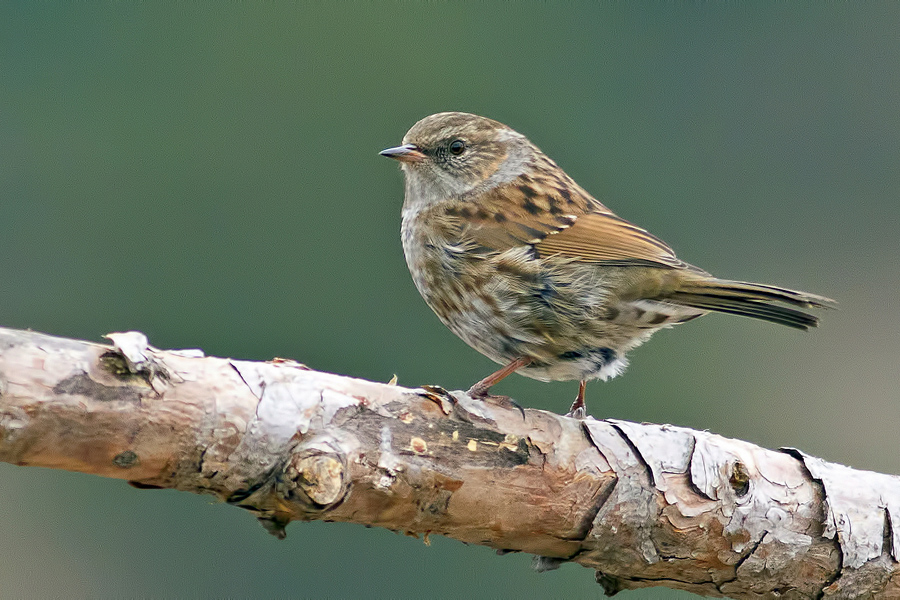 Dunnock
