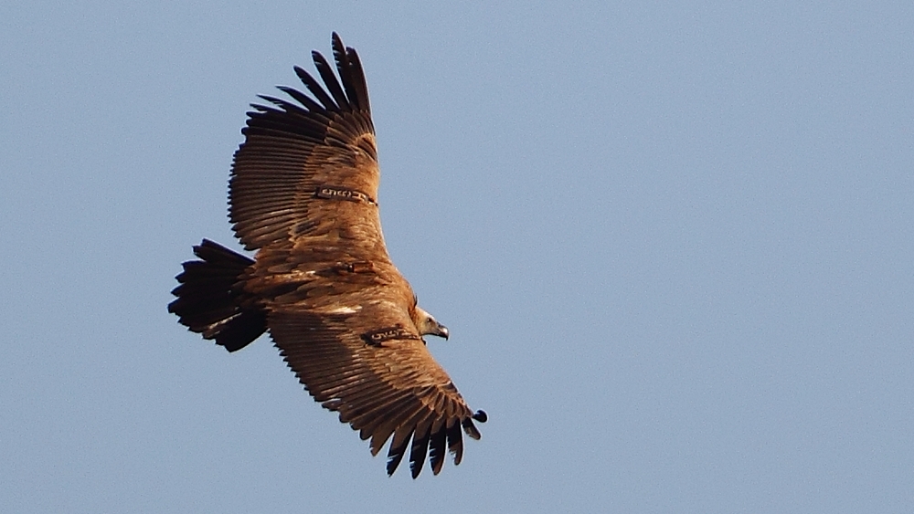 Griffon Vulture