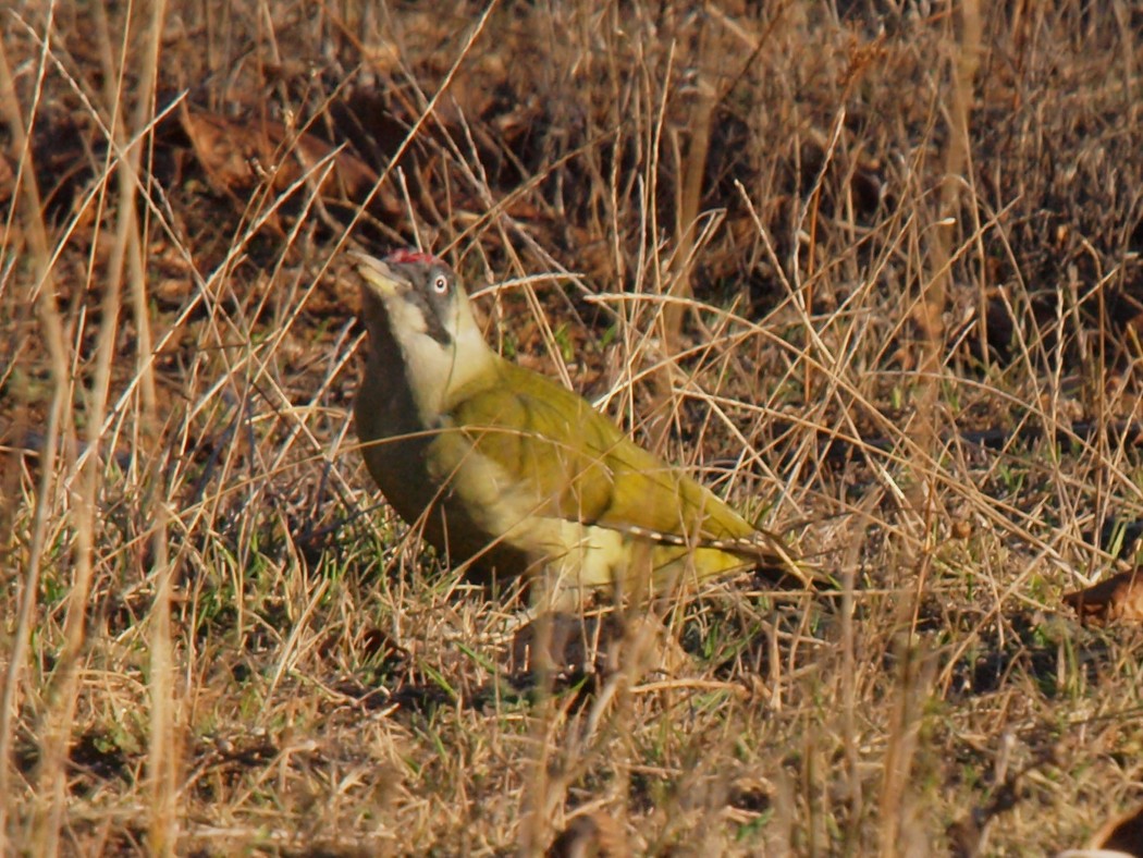 European Green Woodpecker