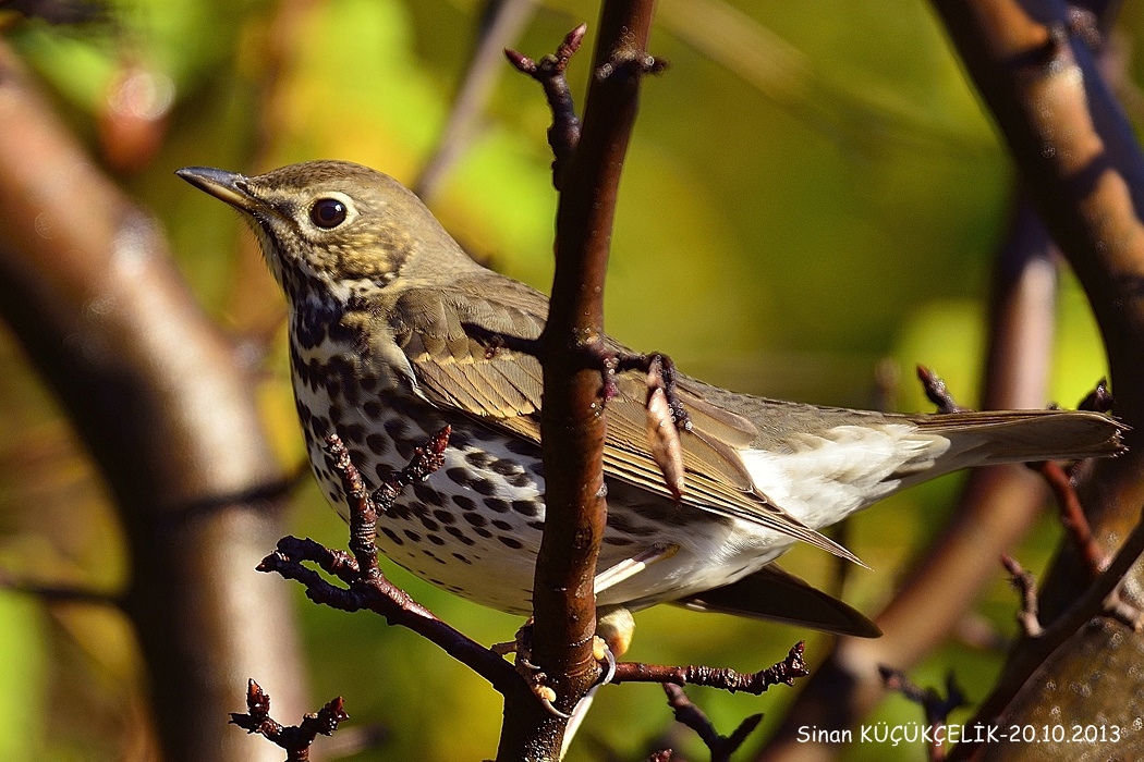 Song Thrush