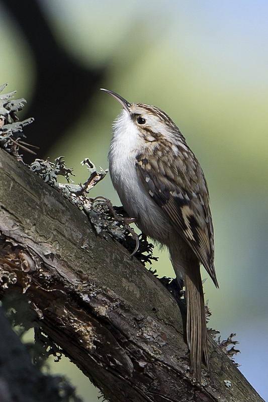 Eurasian Treecreeper