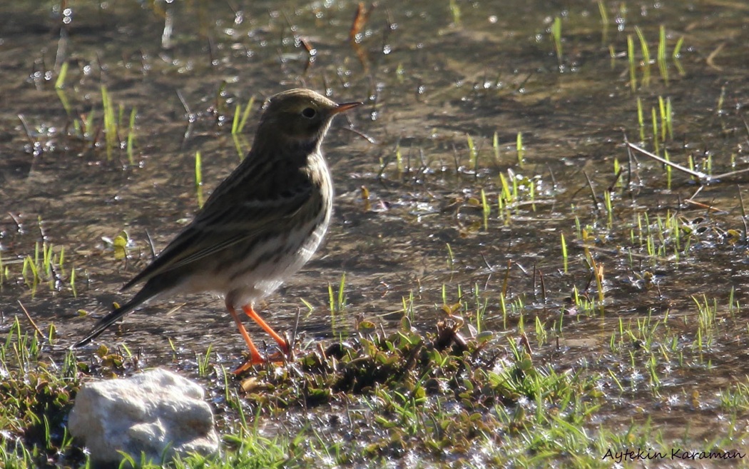 Meadow Pipit
