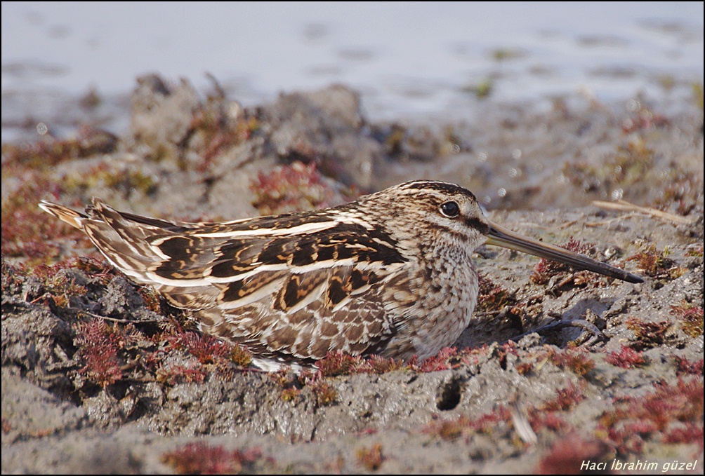 Common Snipe
