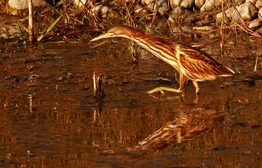 Little Bittern