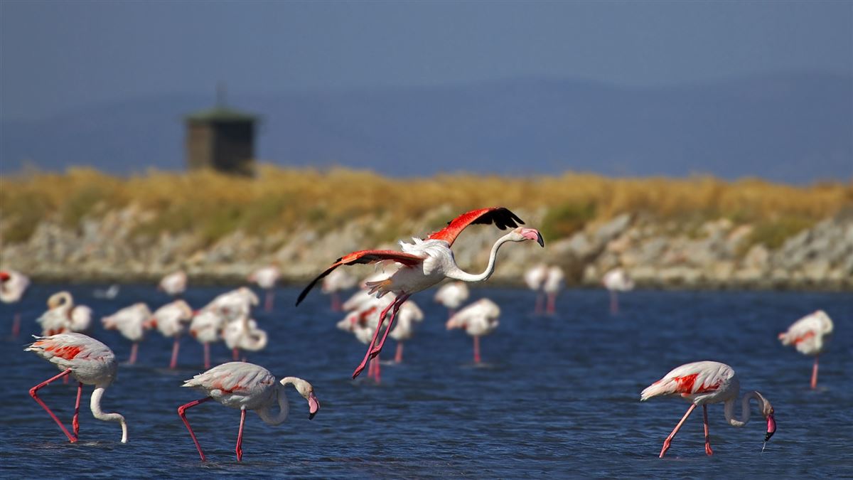 Flamingo